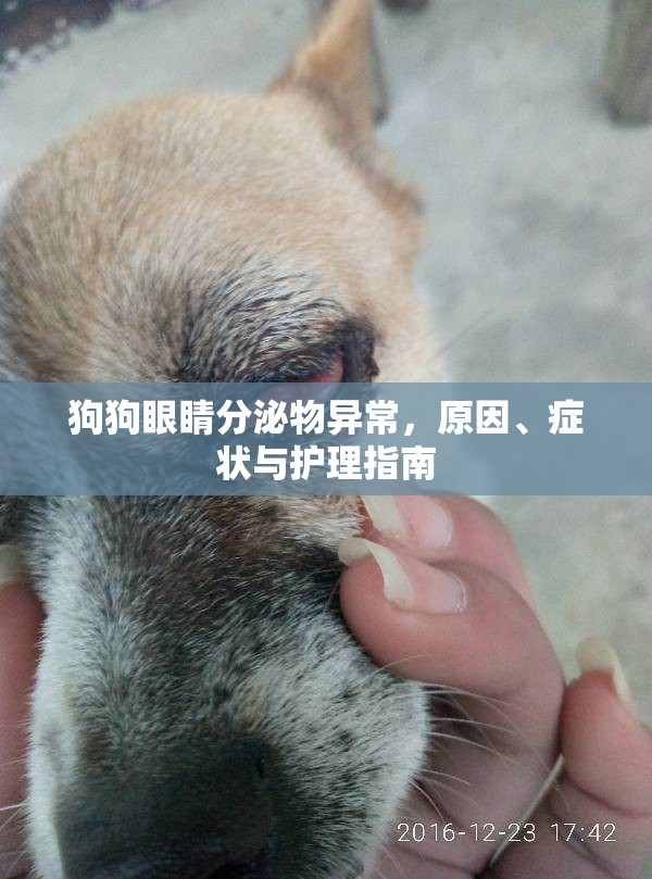 狗狗眼睛分泌物異常，原因、癥狀與護(hù)理指南