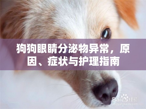 狗狗眼睛分泌物異常，原因、癥狀與護(hù)理指南