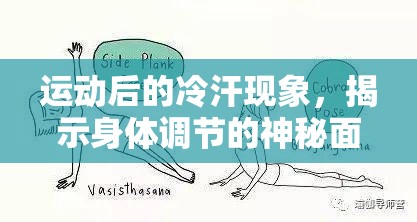 運(yùn)動(dòng)后的冷汗現(xiàn)象，揭示身體調(diào)節(jié)的神秘面紗