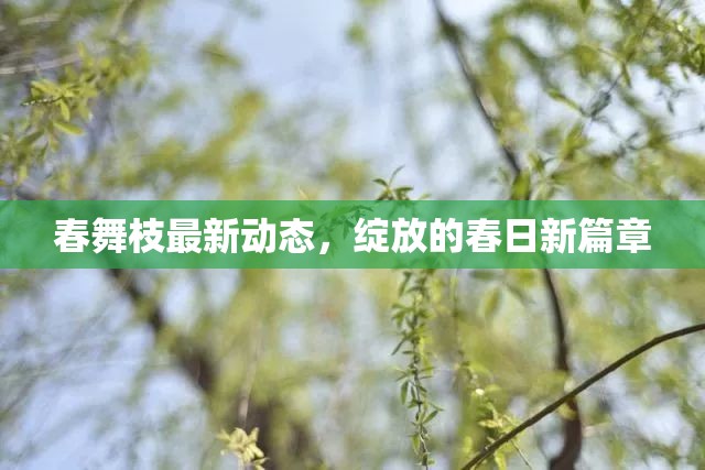 春舞枝最新動態(tài)，綻放的春日新篇章