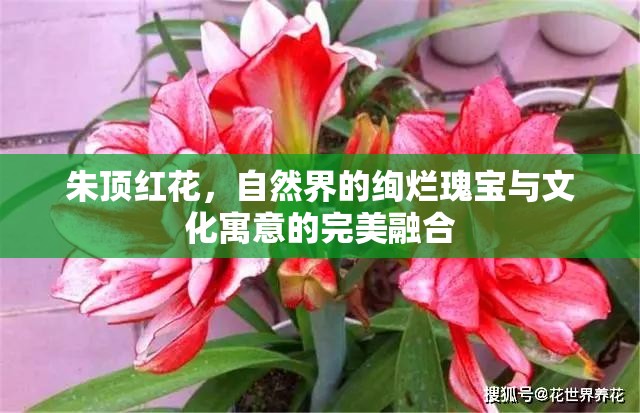 朱頂紅花，自然界的絢爛瑰寶與文化寓意的完美融合