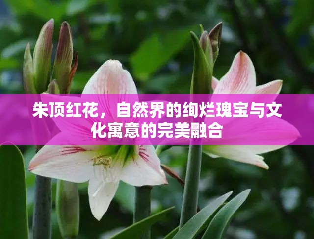 朱頂紅花，自然界的絢爛瑰寶與文化寓意的完美融合