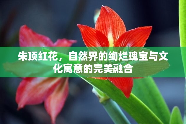 朱頂紅花，自然界的絢爛瑰寶與文化寓意的完美融合