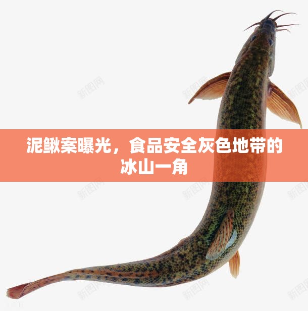 泥鰍案曝光，食品安全灰色地帶的冰山一角
