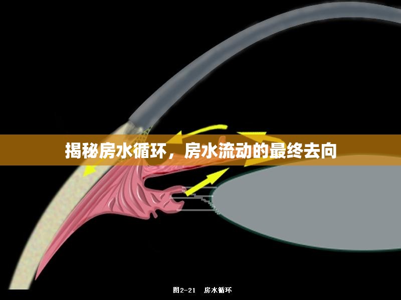 揭秘房水循環(huán)，房水流動的最終去向