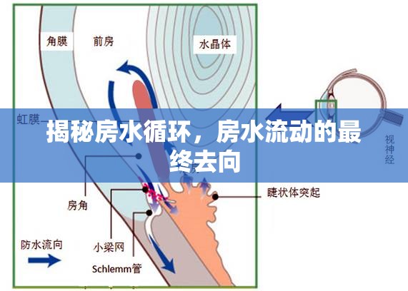 揭秘房水循環(huán)，房水流動的最終去向