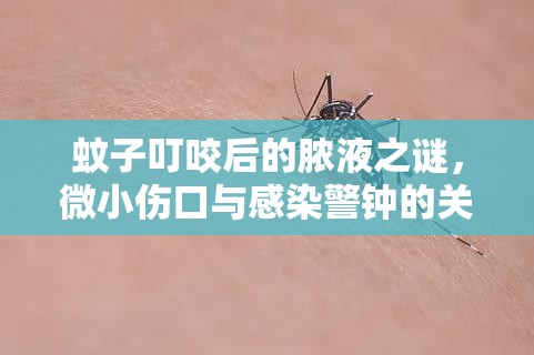 蚊子叮咬后的膿液之謎，微小傷口與感染警鐘的關(guān)聯(lián)