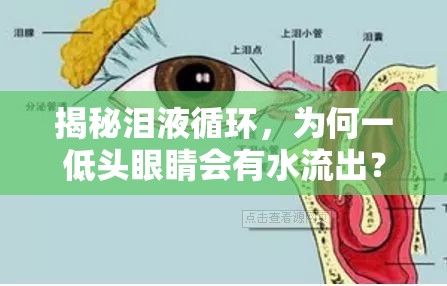 揭秘淚液循環(huán)，為何一低頭眼睛會有水流出？