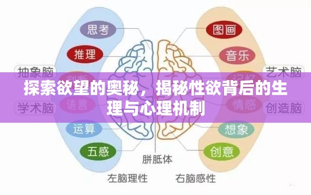 探索欲望的奧秘，揭秘性欲背后的生理與心理機(jī)制
