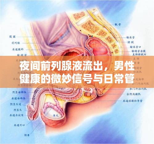 夜間前列腺液流出，男性健康的微妙信號與日常管理指南