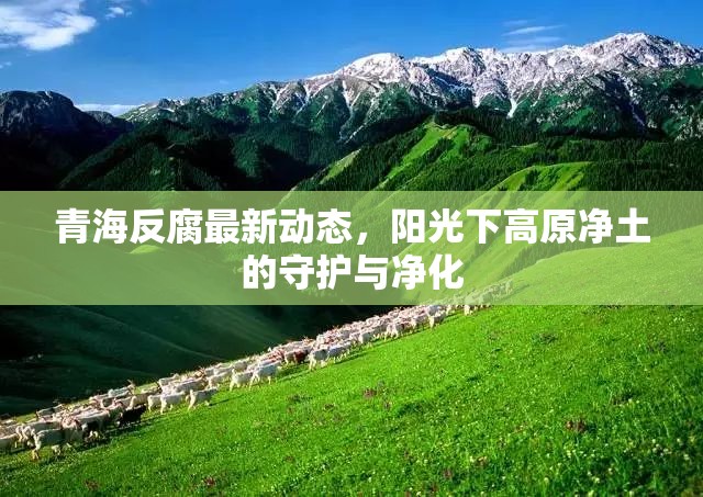 青海反腐最新動態(tài)，陽光下高原凈土的守護與凈化