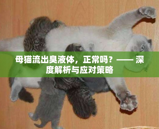 母貓流出臭液體，正常嗎？—— 深度解析與應(yīng)對(duì)策略