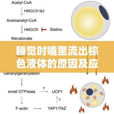 睡覺時嘴里流出棕色液體的原因及應對措施