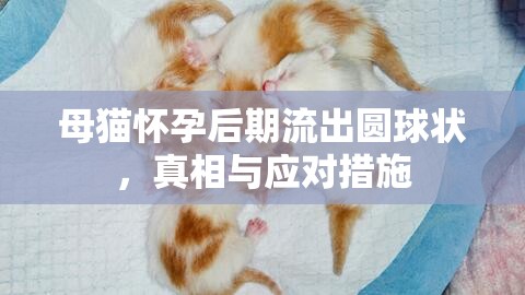 母貓懷孕后期流出圓球狀，真相與應(yīng)對措施