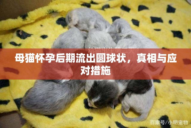 母貓懷孕后期流出圓球狀，真相與應(yīng)對措施