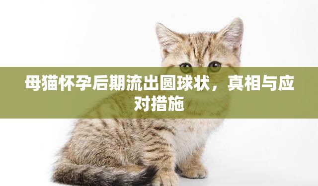 母貓懷孕后期流出圓球狀，真相與應(yīng)對措施