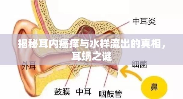 揭秘耳內(nèi)瘙癢與水樣流出的真相，耳蝸之謎