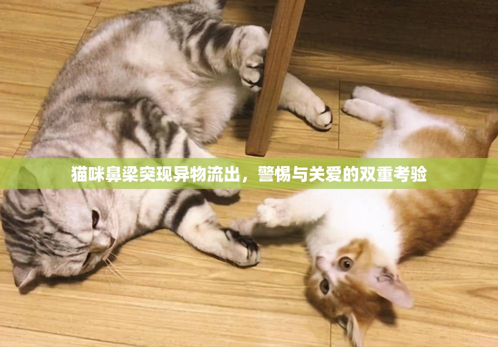 貓咪鼻梁突現(xiàn)異物流出，警惕與關愛的雙重考驗
