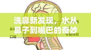 洗鼻新發(fā)現(xiàn)，水從鼻子到嘴巴的奇妙旅程