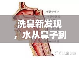 洗鼻新發(fā)現(xiàn)，水從鼻子到嘴巴的奇妙旅程