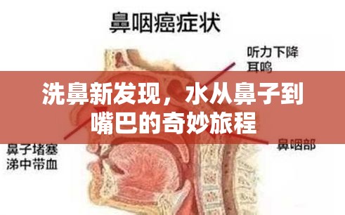 洗鼻新發(fā)現(xiàn)，水從鼻子到嘴巴的奇妙旅程