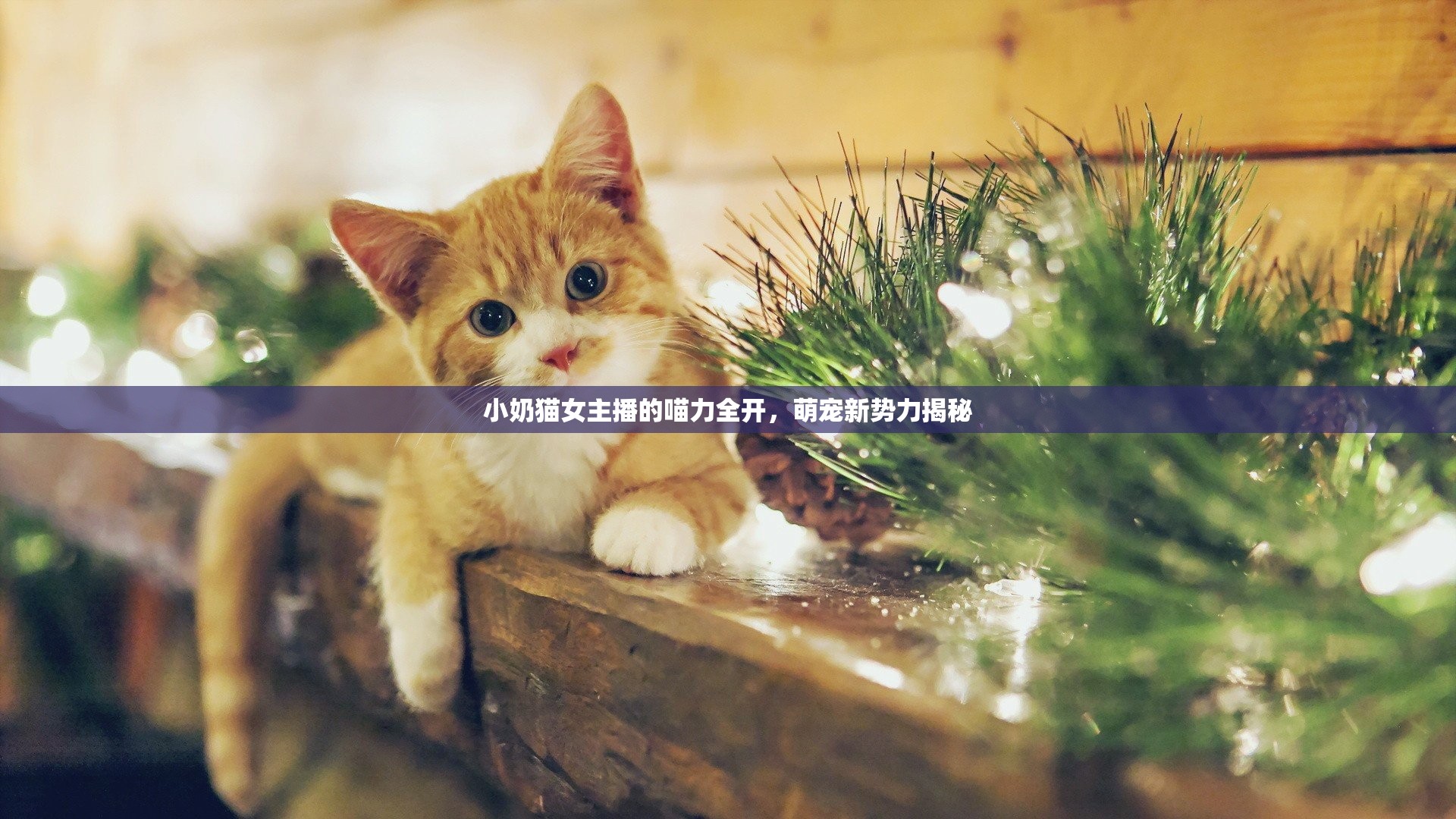 小奶貓女主播的喵力全開，萌寵新勢力揭秘