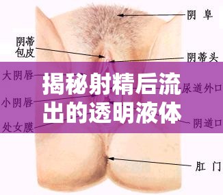 揭秘射精后流出的透明液體，生理現(xiàn)象與健康解讀