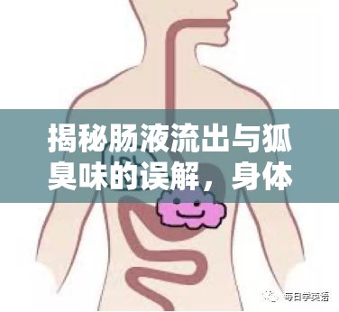 揭秘腸液流出與狐臭味的誤解，身體異味的真相