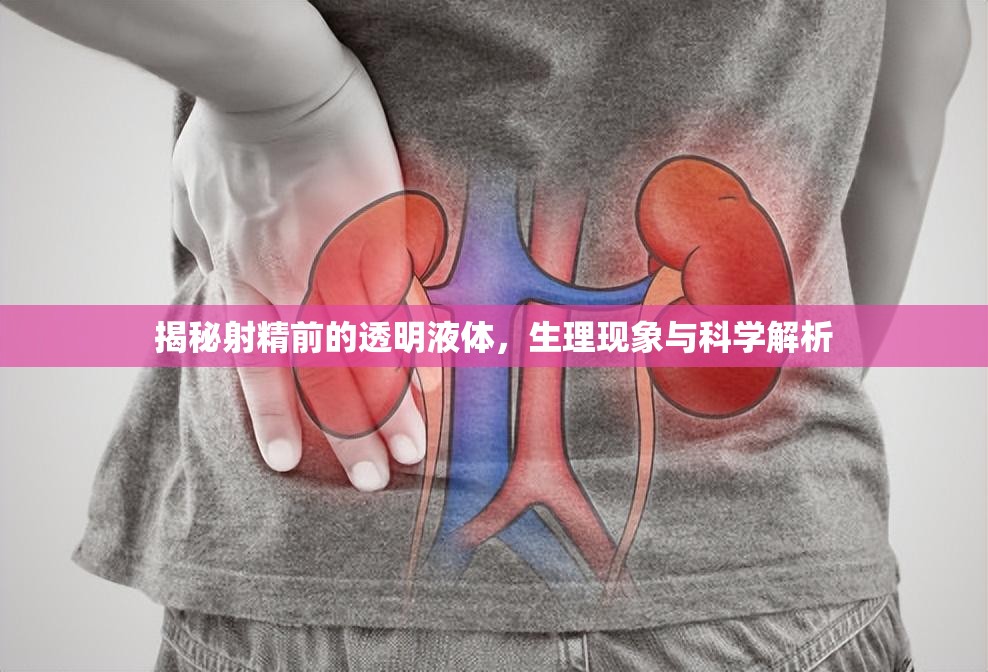 揭秘射精前的透明液體，生理現(xiàn)象與科學(xué)解析