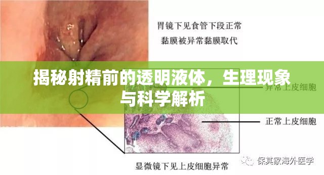 揭秘射精前的透明液體，生理現(xiàn)象與科學(xué)解析
