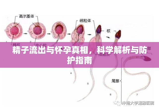 精子流出與懷孕真相，科學(xué)解析與防護(hù)指南
