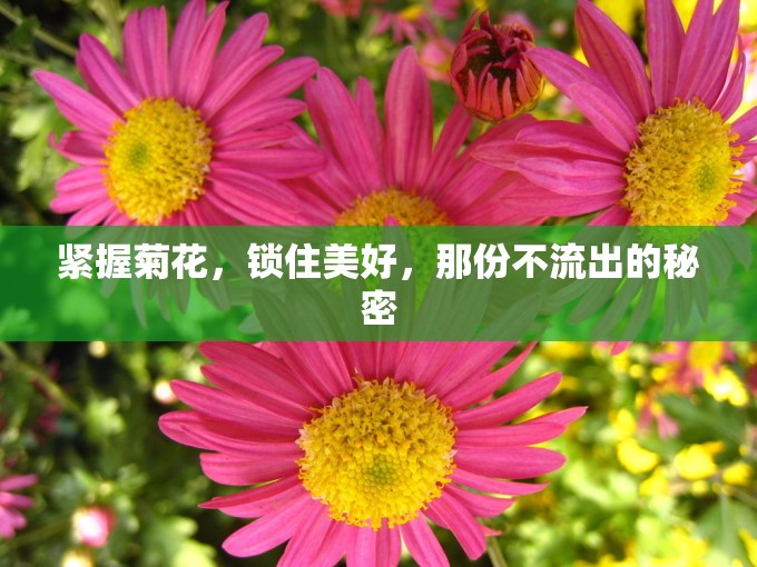 緊握菊花，鎖住美好，那份不流出的秘密