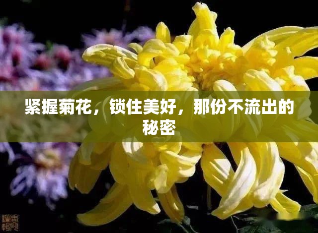 緊握菊花，鎖住美好，那份不流出的秘密