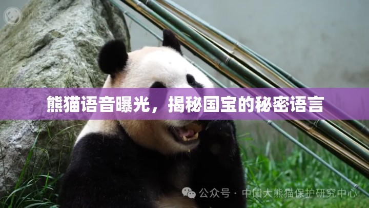熊貓語音曝光，揭秘國寶的秘密語言