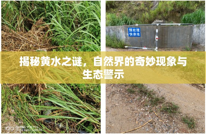 揭秘黃水之謎，自然界的奇妙現(xiàn)象與生態(tài)警示