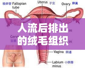 人流后排出的絨毛組織，了解其意義與重要性