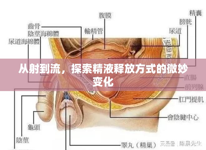 從射到流，探索精液釋放方式的微妙變化