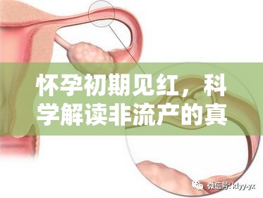懷孕初期見紅，科學解讀非流產(chǎn)的真相
