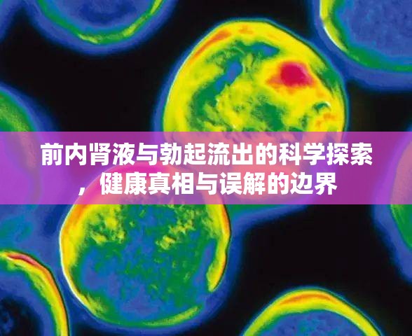 前內腎液與勃起流出的科學探索，健康真相與誤解的邊界