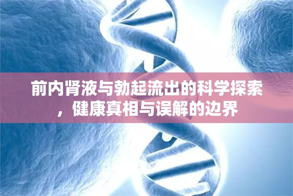前內腎液與勃起流出的科學探索，健康真相與誤解的邊界
