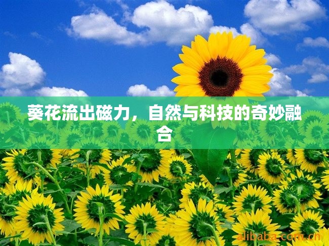 葵花流出磁力，自然與科技的奇妙融合