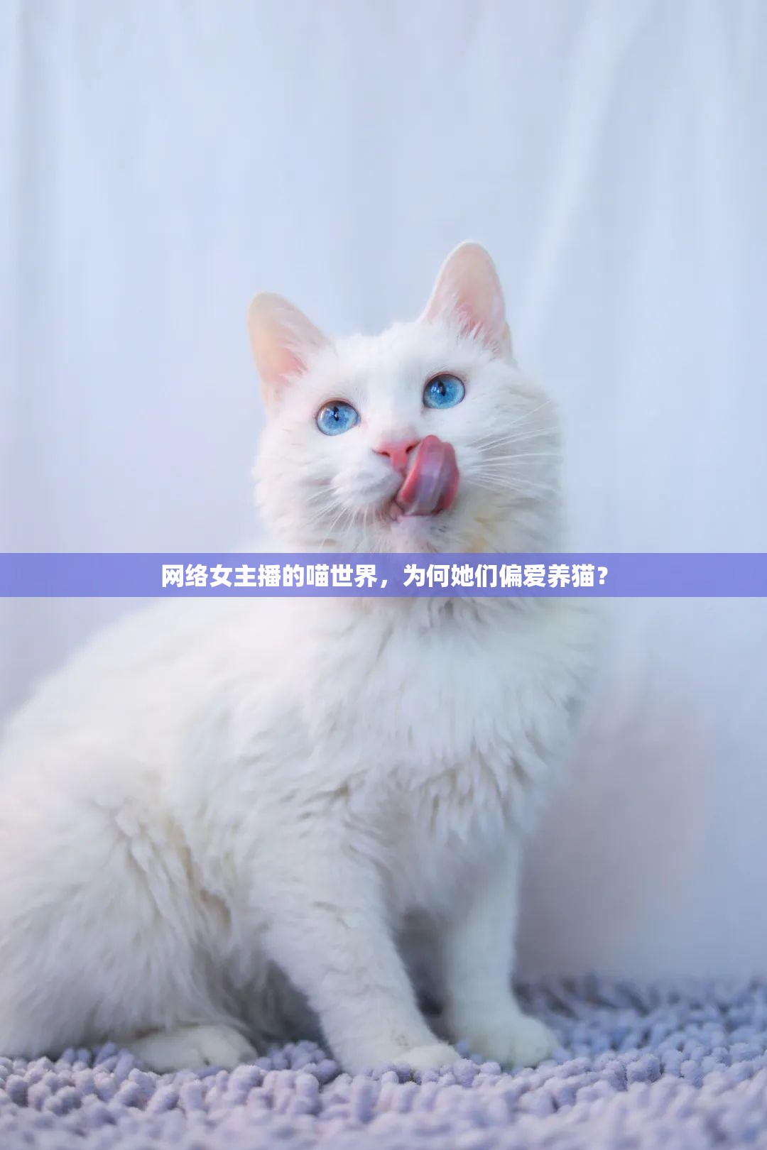 網(wǎng)絡(luò)女主播的喵世界，為何她們偏愛(ài)養(yǎng)貓？