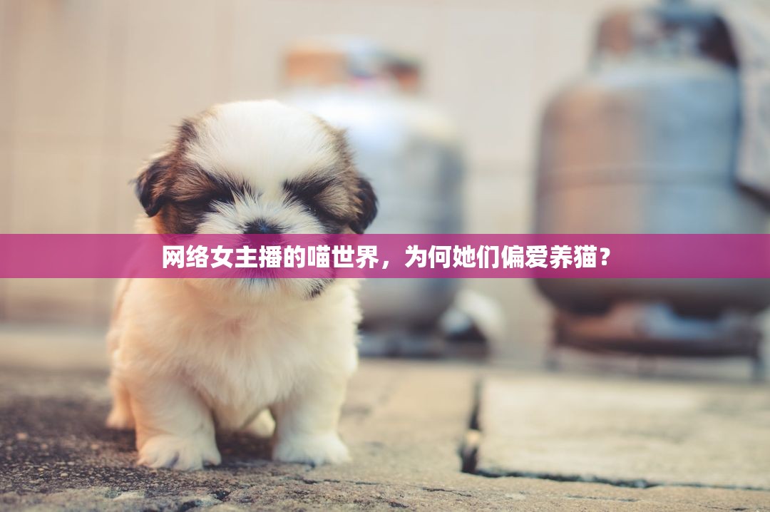 網(wǎng)絡(luò)女主播的喵世界，為何她們偏愛(ài)養(yǎng)貓？