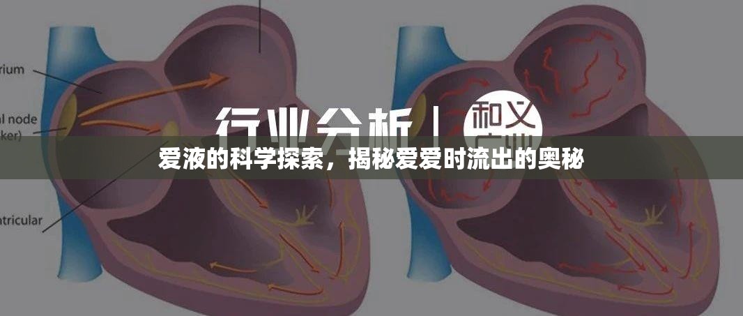 愛(ài)液的科學(xué)探索，揭秘愛(ài)愛(ài)時(shí)流出的奧秘
