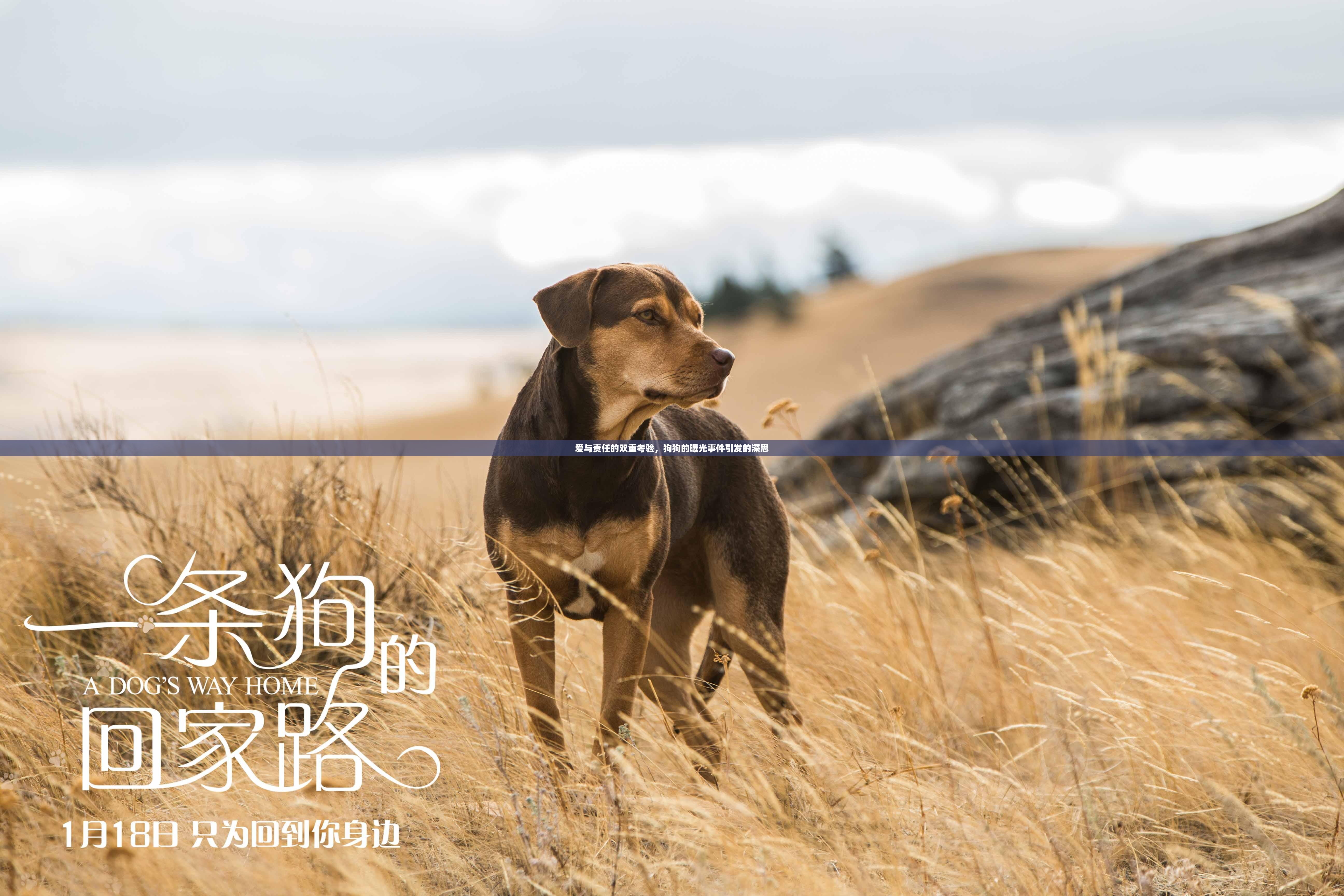 愛(ài)與責(zé)任的雙重考驗(yàn)，狗狗的曝光事件引發(fā)的深思