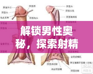解鎖男性奧秘，探索射精時(shí)流出的奇妙體驗(yàn)