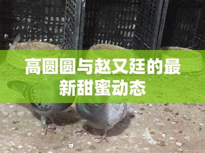高圓圓與趙又廷的最新甜蜜動(dòng)態(tài)