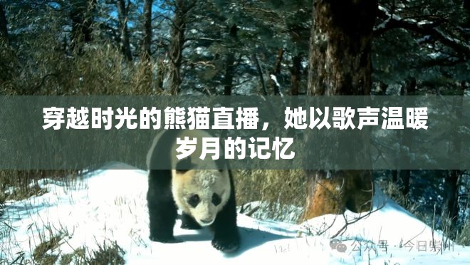 穿越時光的熊貓直播，她以歌聲溫暖歲月的記憶