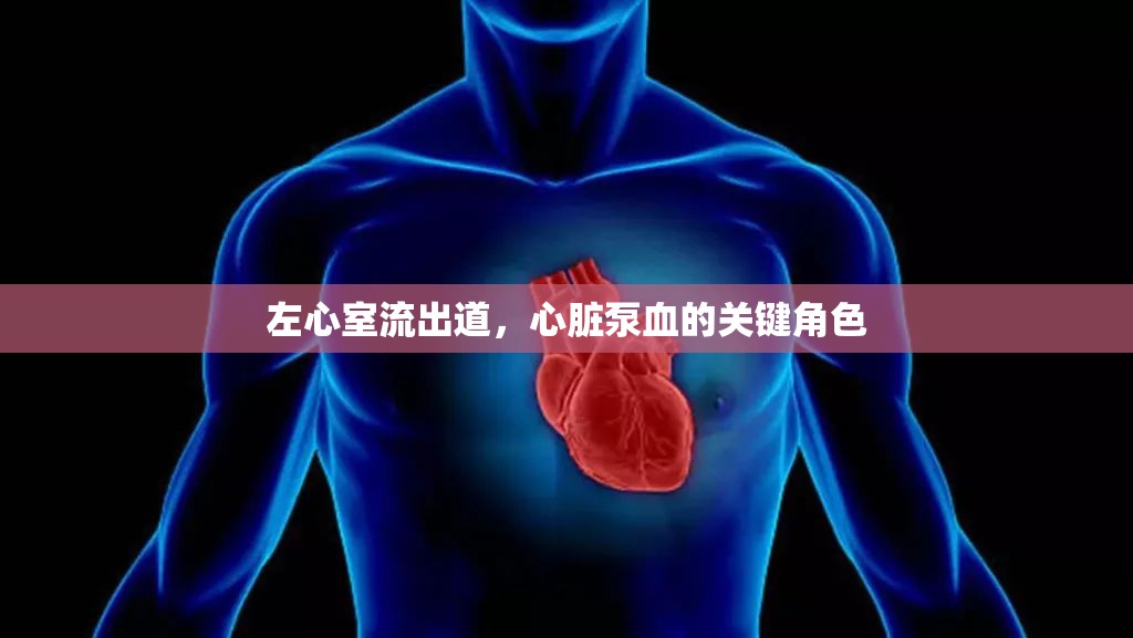 左心室流出道，心臟泵血的關(guān)鍵角色