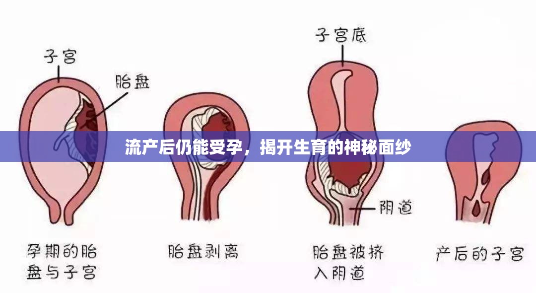 流產后仍能受孕，揭開生育的神秘面紗